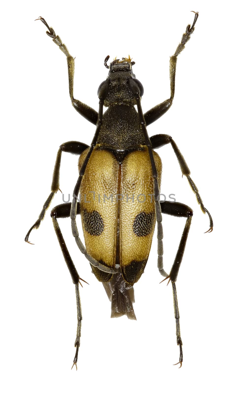 Speckled Longhorn Beetle on white Background  -  Pachytodes cerambyciformis (Schrank, 1781) by gstalker