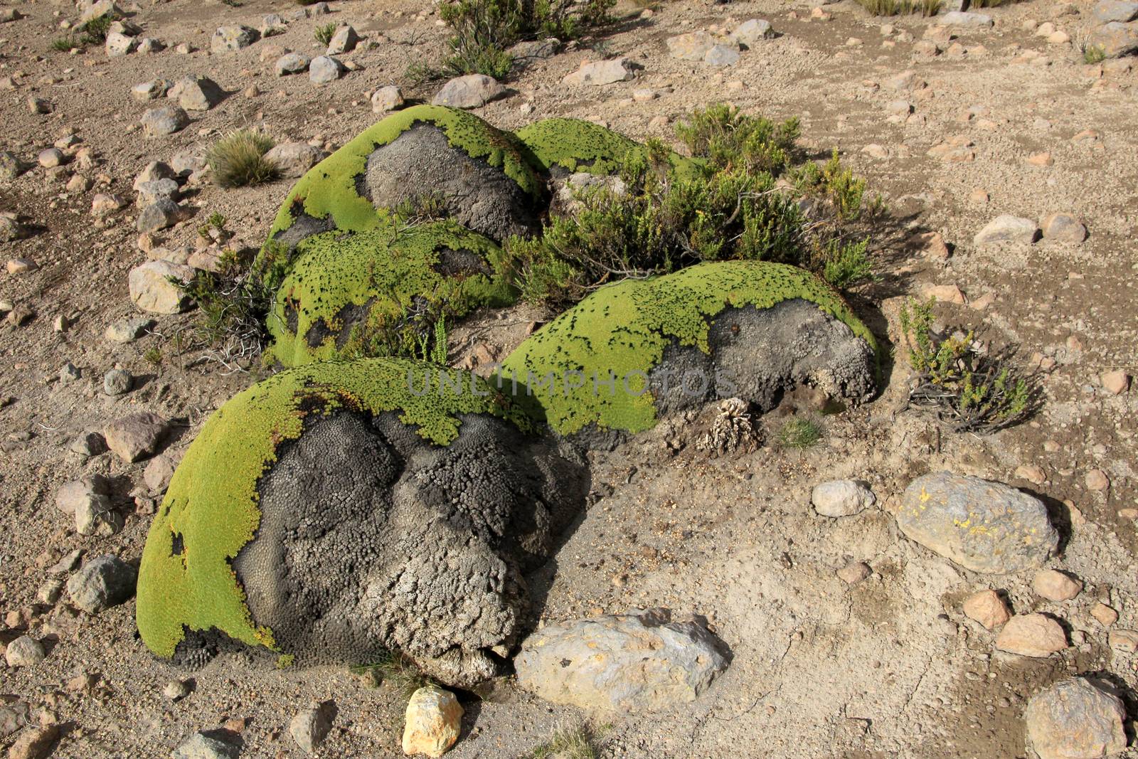 Stones overgrown with green moss, andean mountains Peru