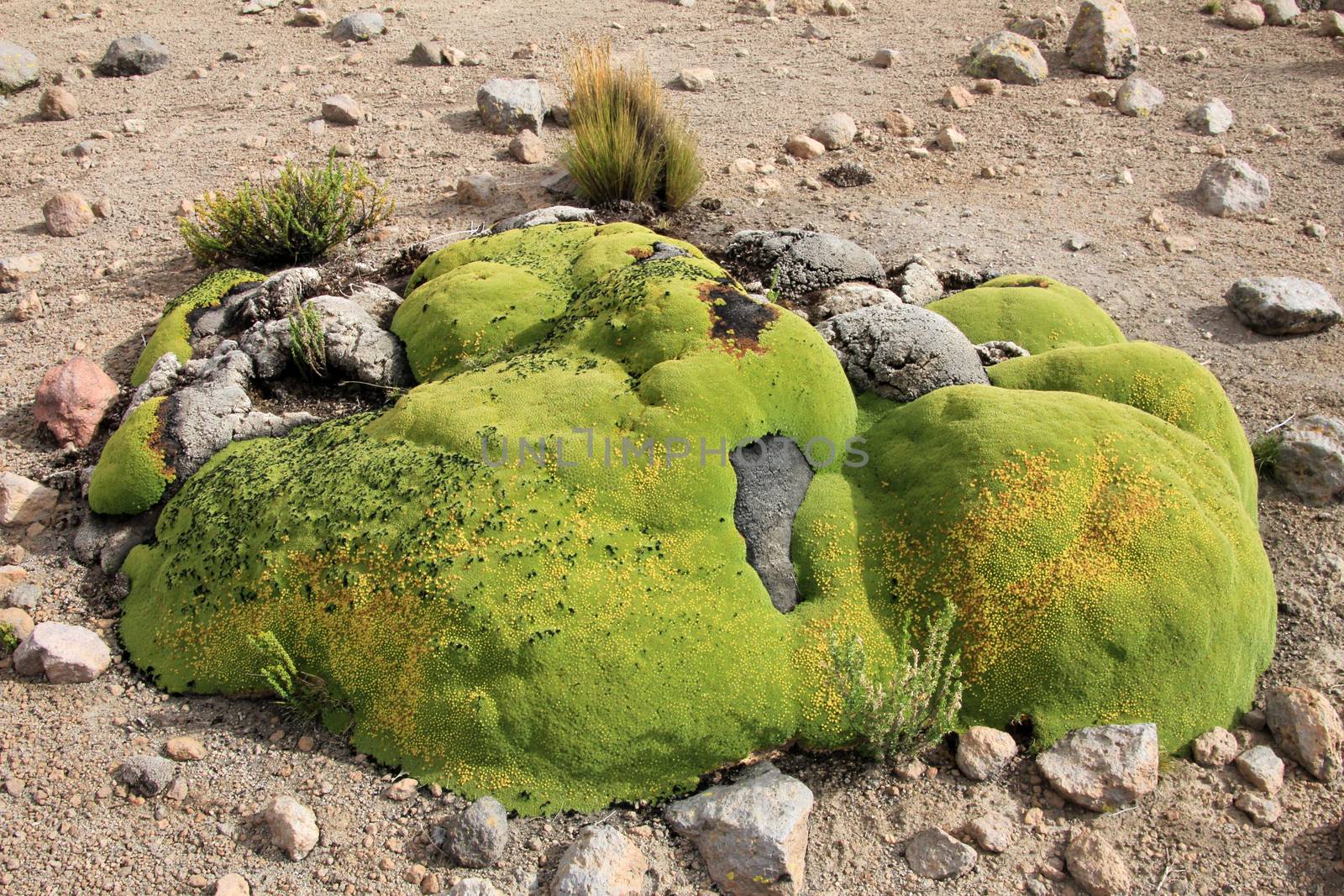 Stones overgrown with green moss, andean mountains Peru