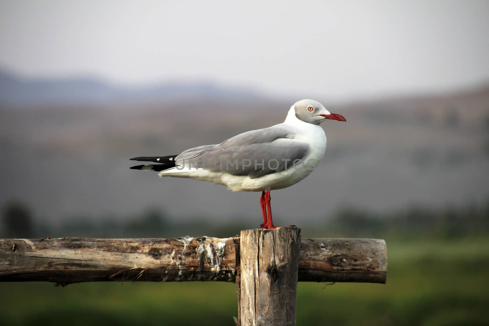 Grey headed seagull sitting on fence at laguna mejia Peru, nice red beak
