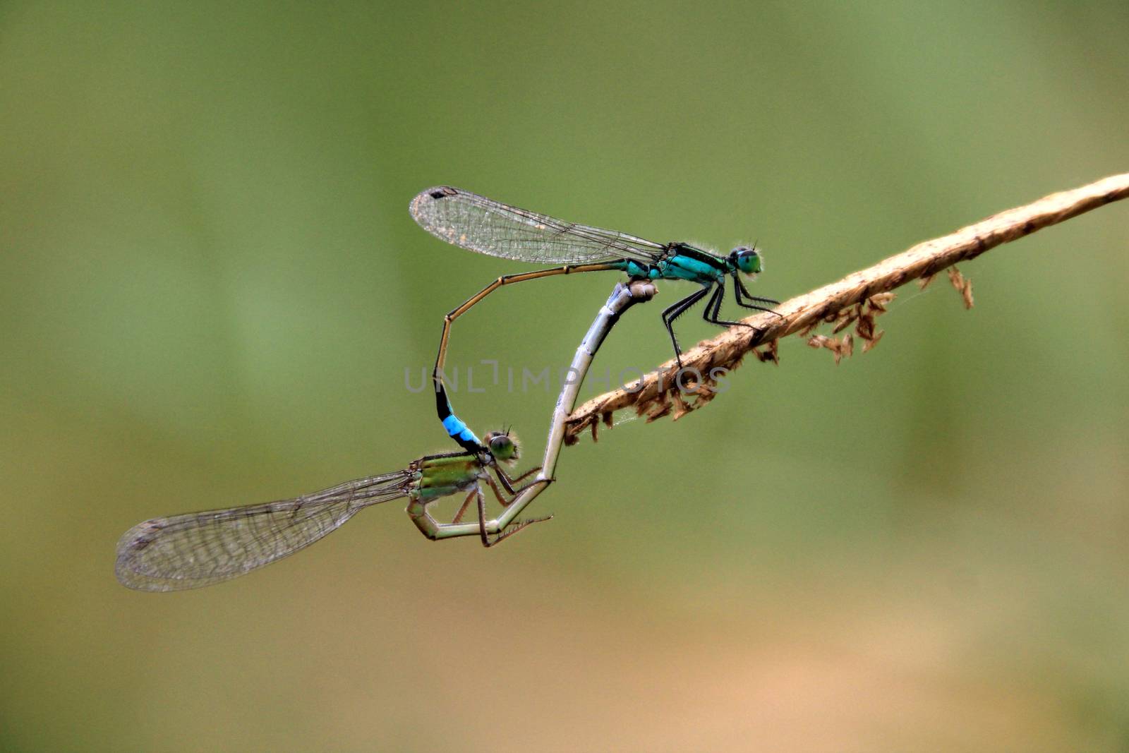 Two very nice blue green dragonflies mating, laguna mejia Peru