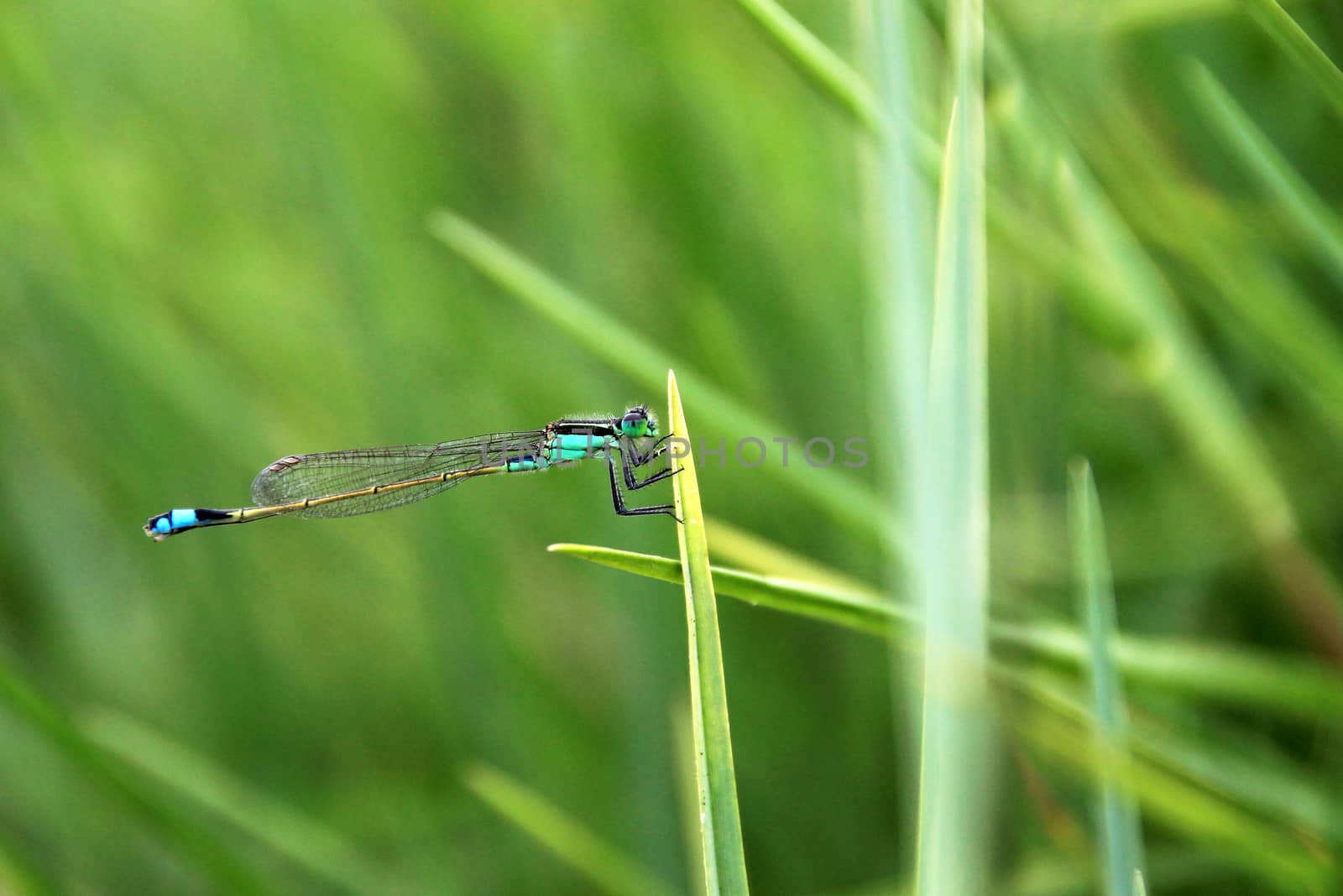 Very nice blue green dragonfly closeup, laguna mejia Peru