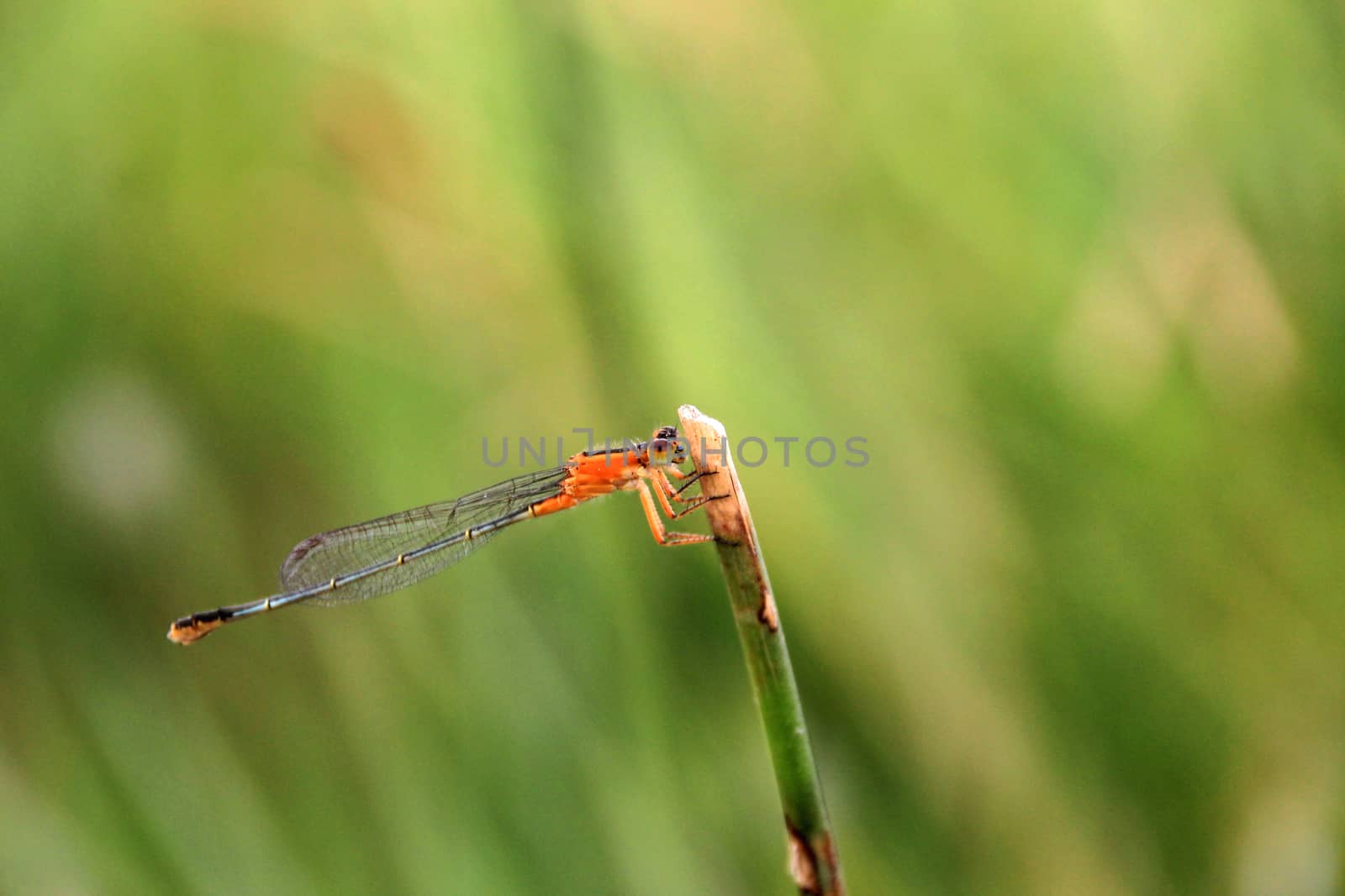 Very nice orange brownn dragonfly closeup, laguna mejia Peru
