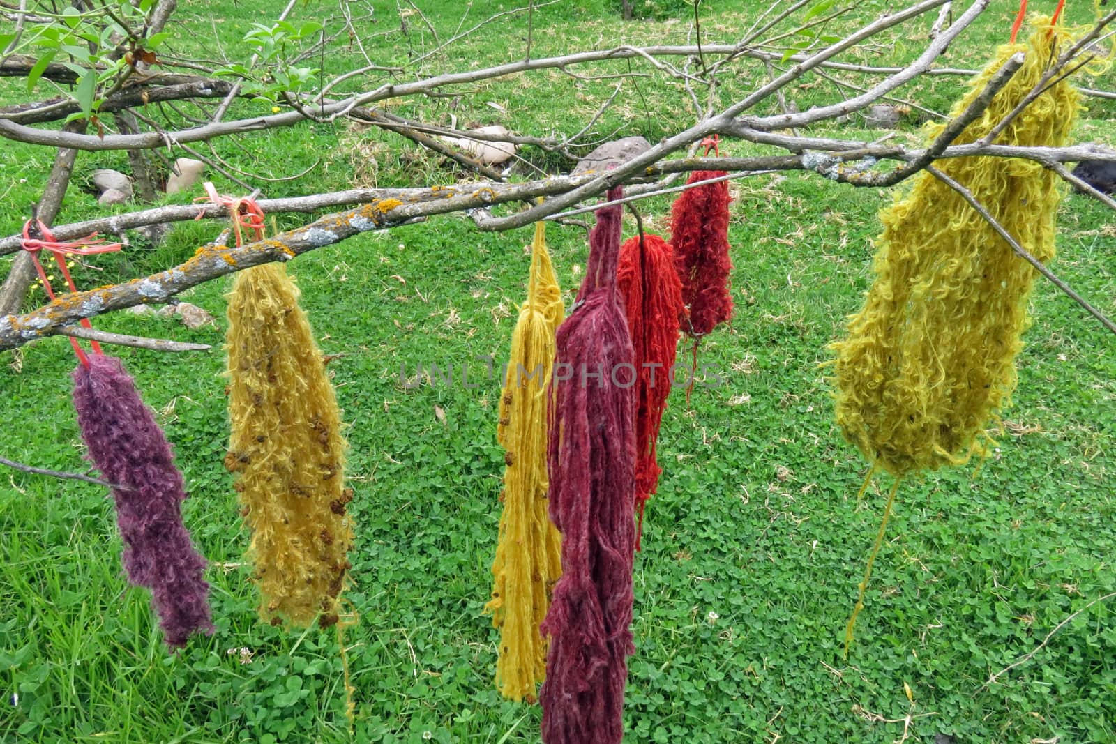 Bundles of inca colored dyed wool drying on a tree in Peru, sacred valley.