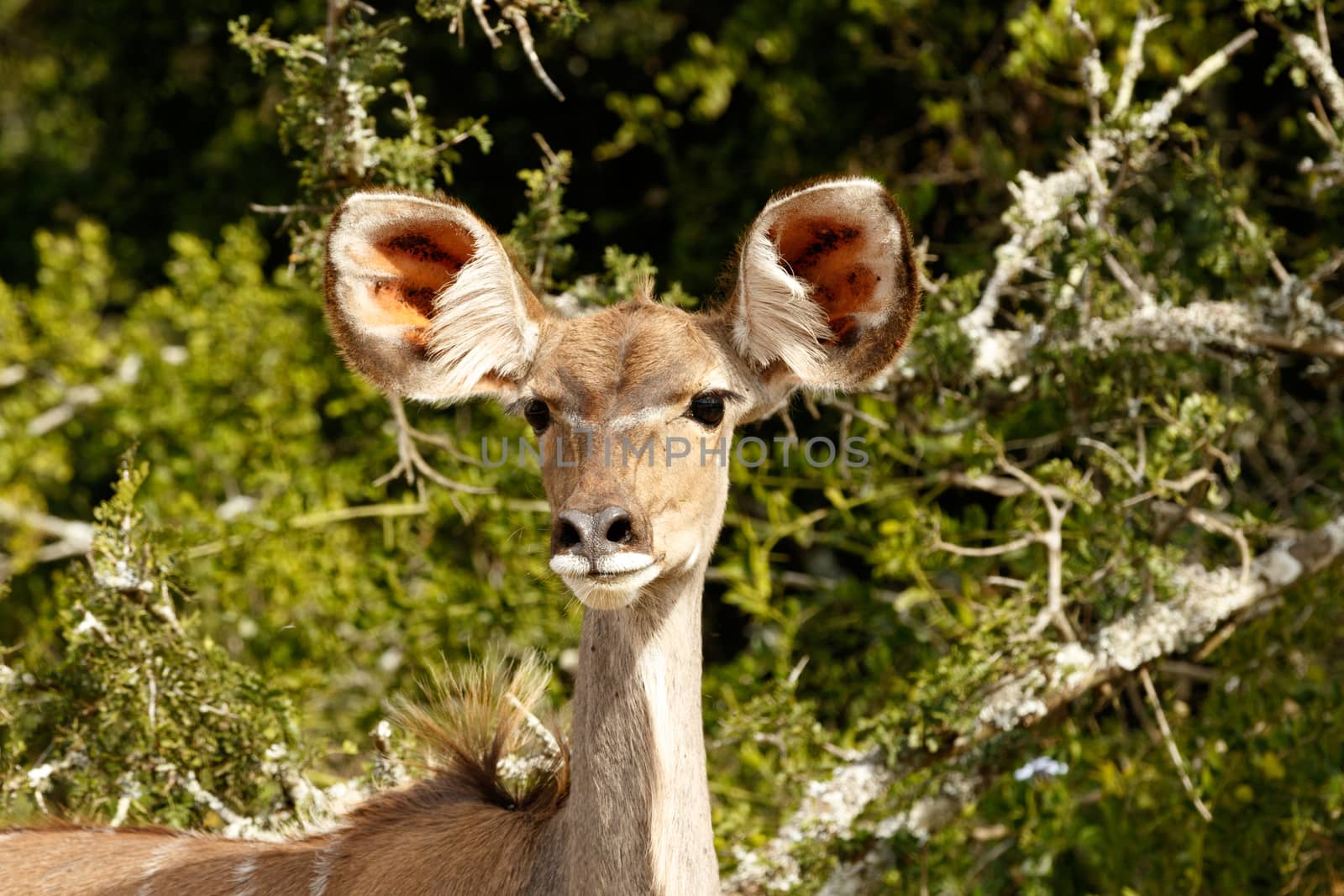 Hair up straight on the Greater Female Kudu with sharp ears and green background