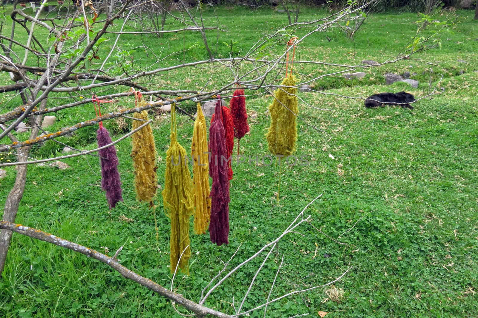 Bundles of inca colored dyed wool drying on a tree in Peru, sacred valley.