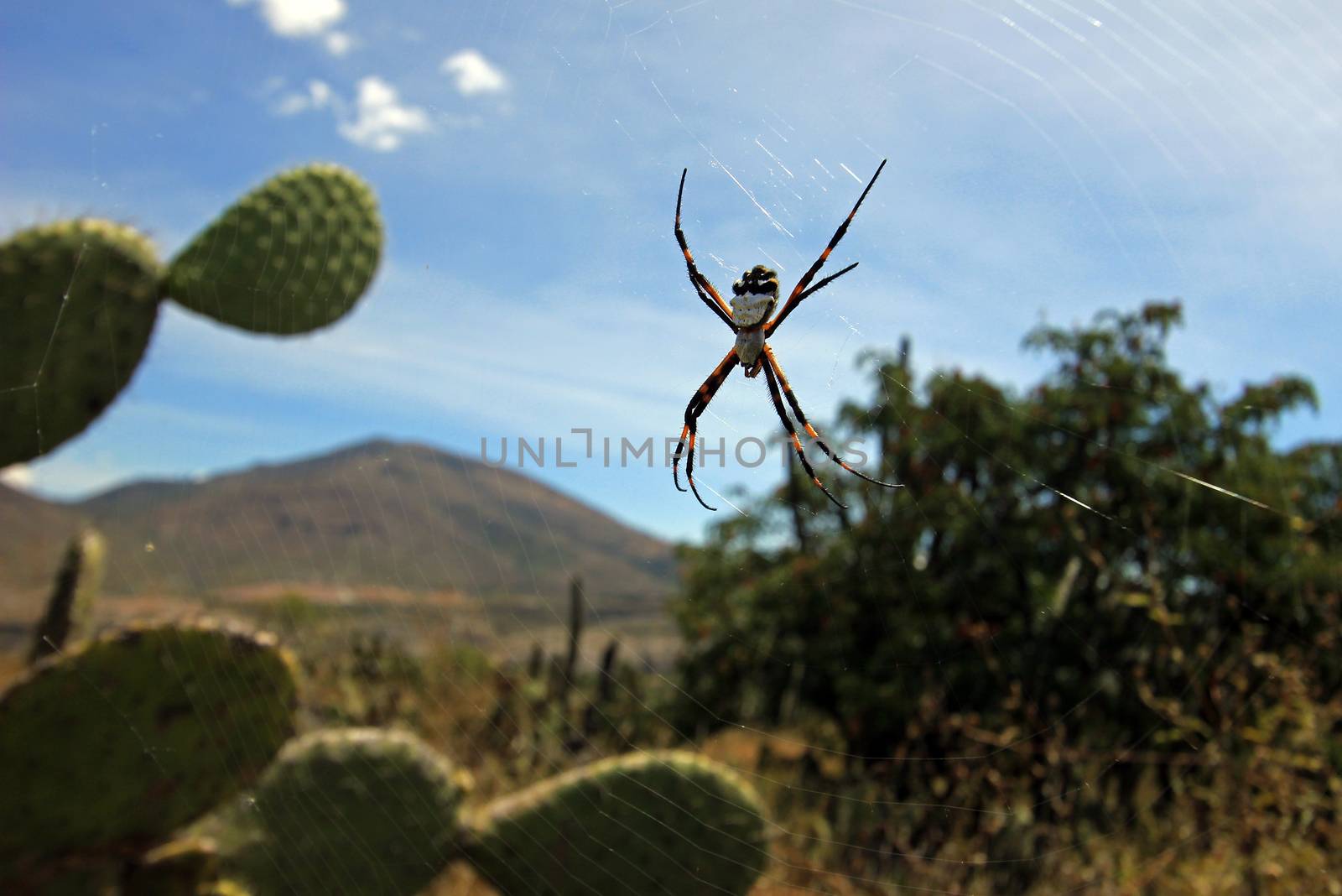 Yellow black spider in the net at the cactus, andes Peru