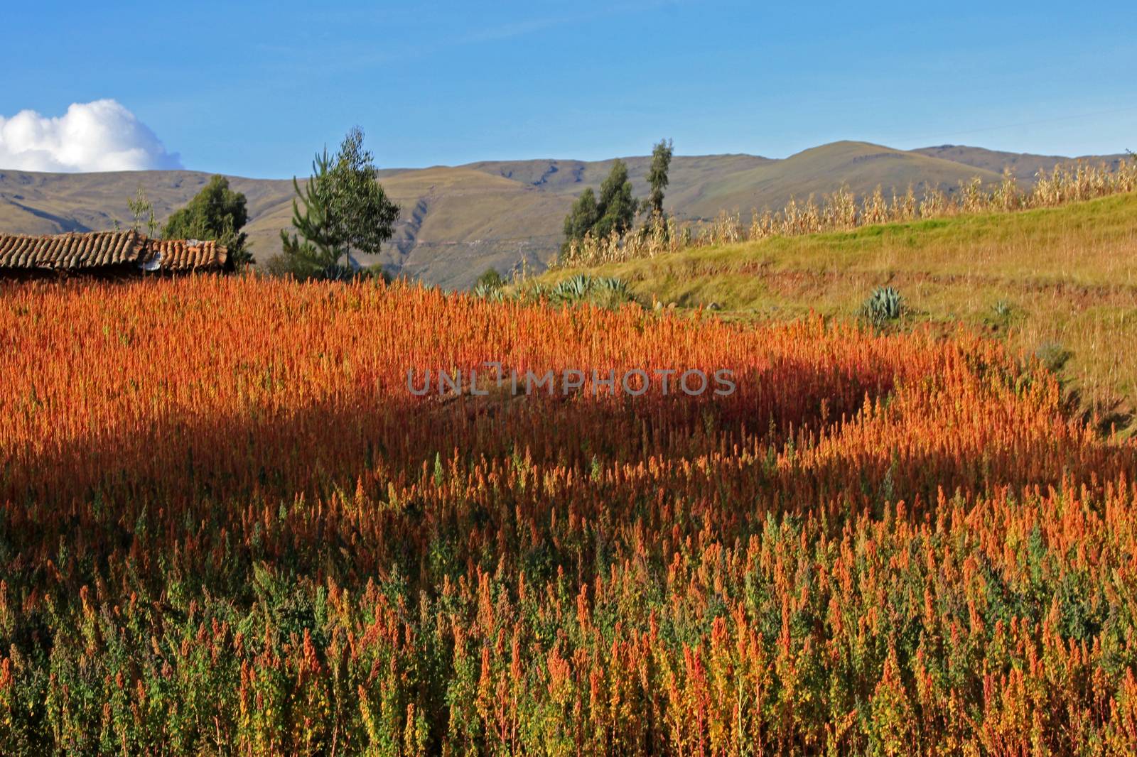 Red and yellow quinoa field in the andean highlands of Peru near Cusco