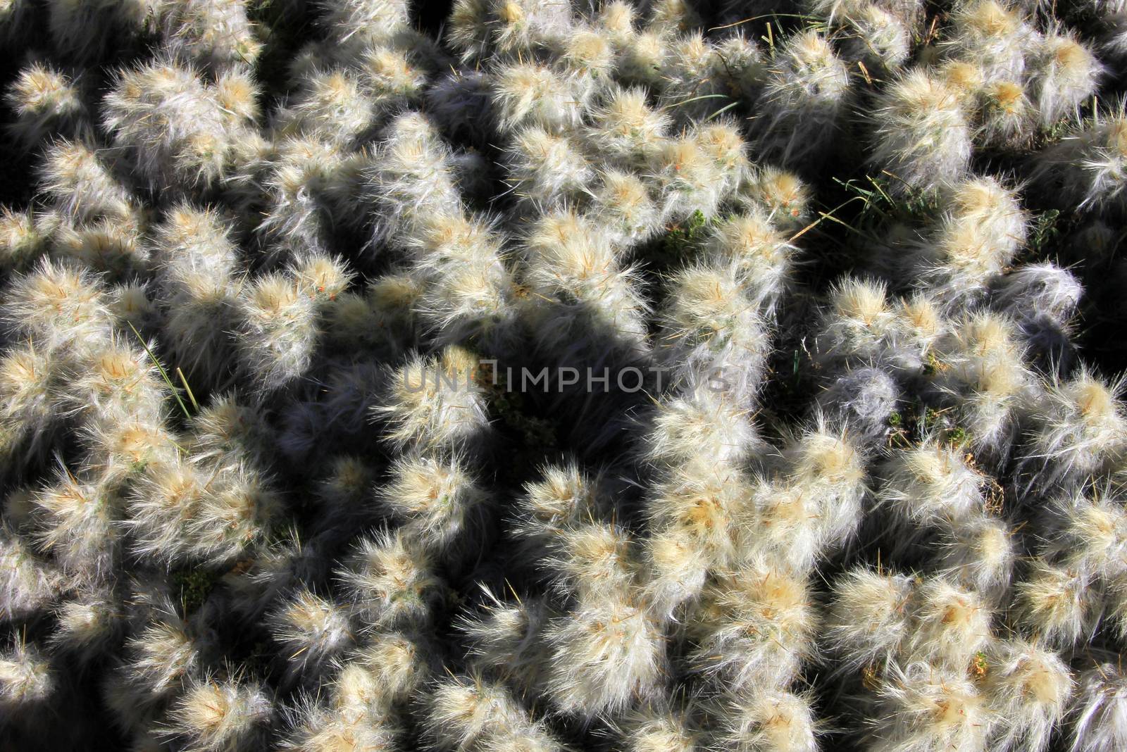 Detail of a cactus in the andean mountains of Peru