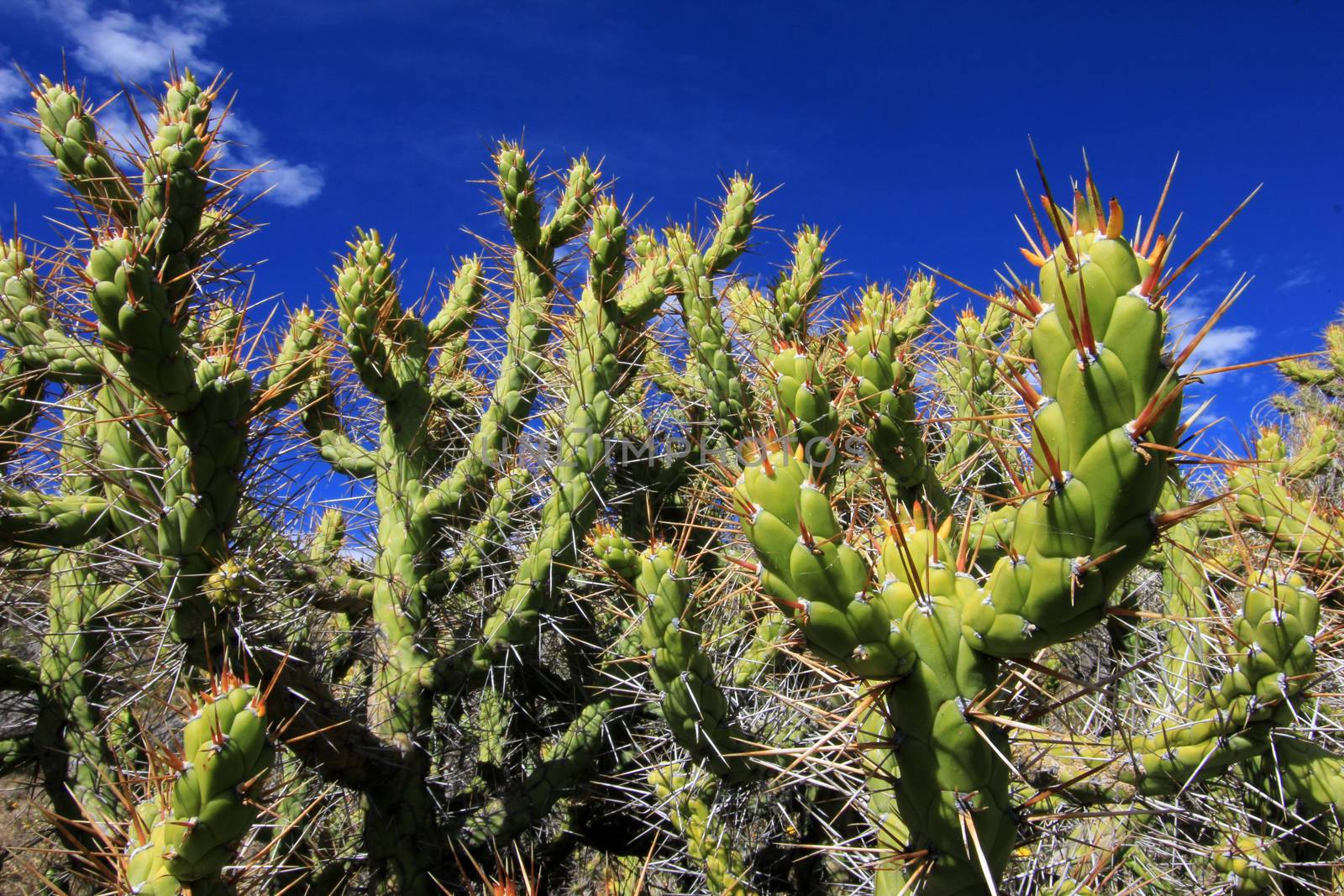 Nice green cactus, deep colca canyon Peru