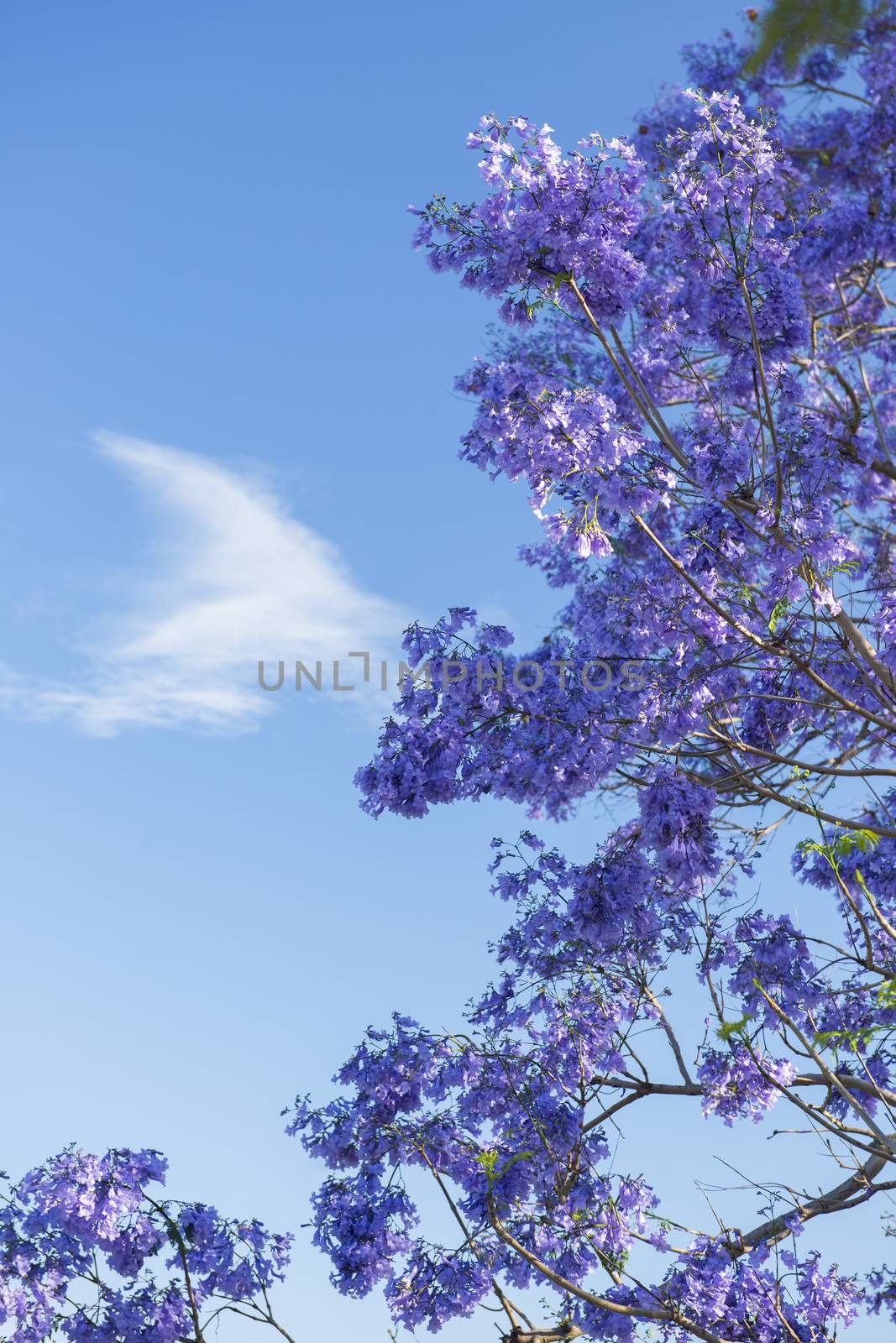 Beautiful deep purple coloured jacaranda tree in bloom in Brisbane, Queensland.