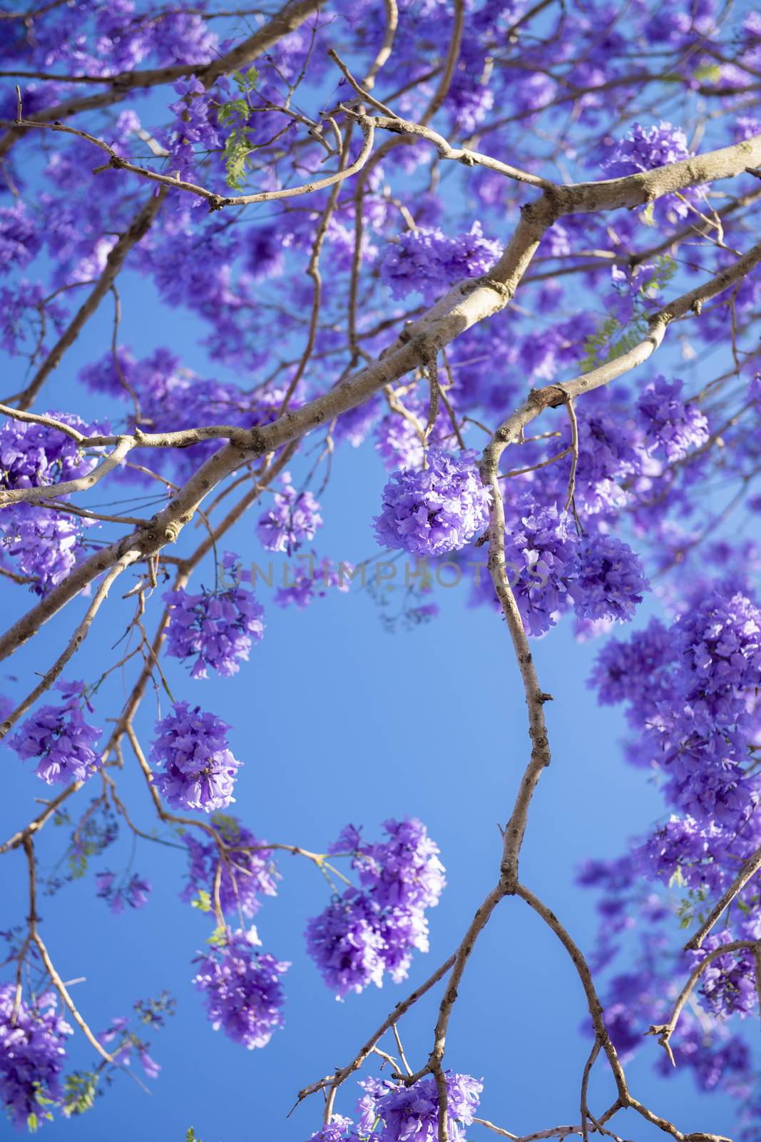 Beautiful deep purple coloured jacaranda tree in bloom in Brisbane, Queensland.
