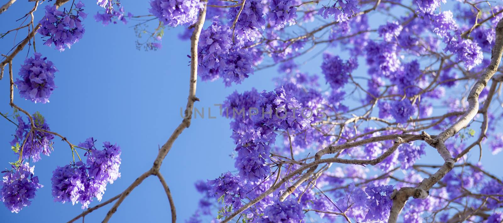 Colourful blooming jacaranda tree by artistrobd