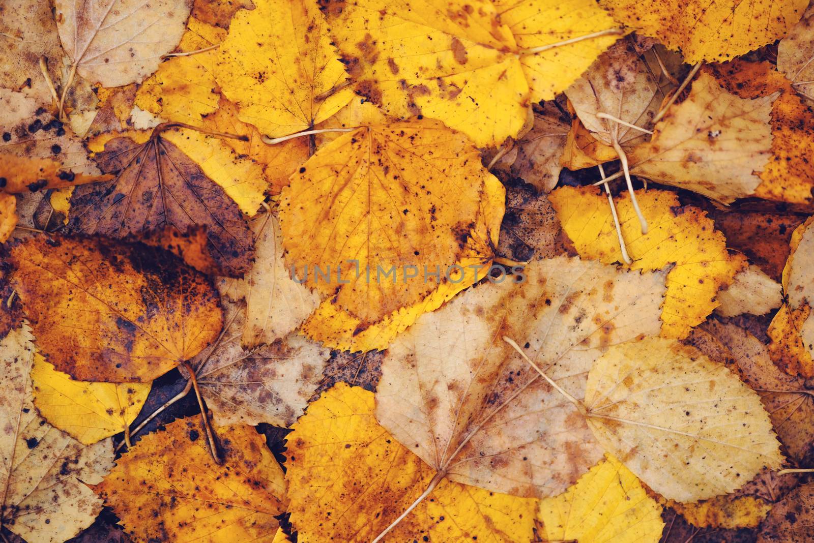 Wet autumn leaves on the ground as background by stevanovicigor