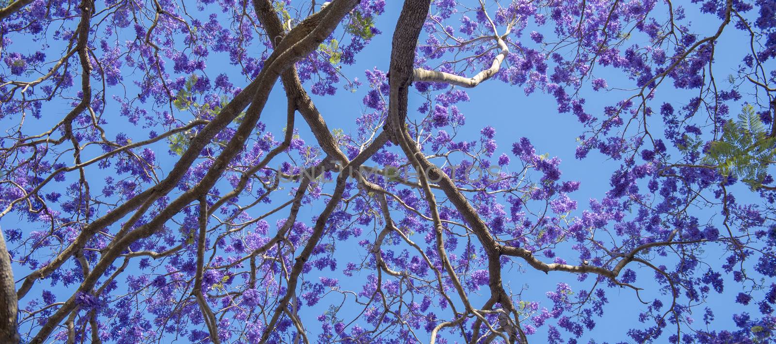 Beautiful deep purple coloured jacaranda tree in bloom in Brisbane, Queensland.