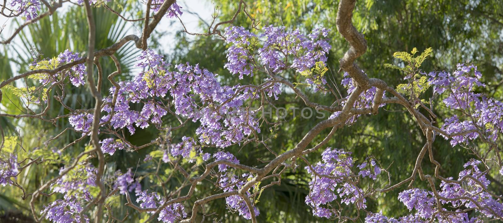 Colourful blooming jacaranda tree by artistrobd