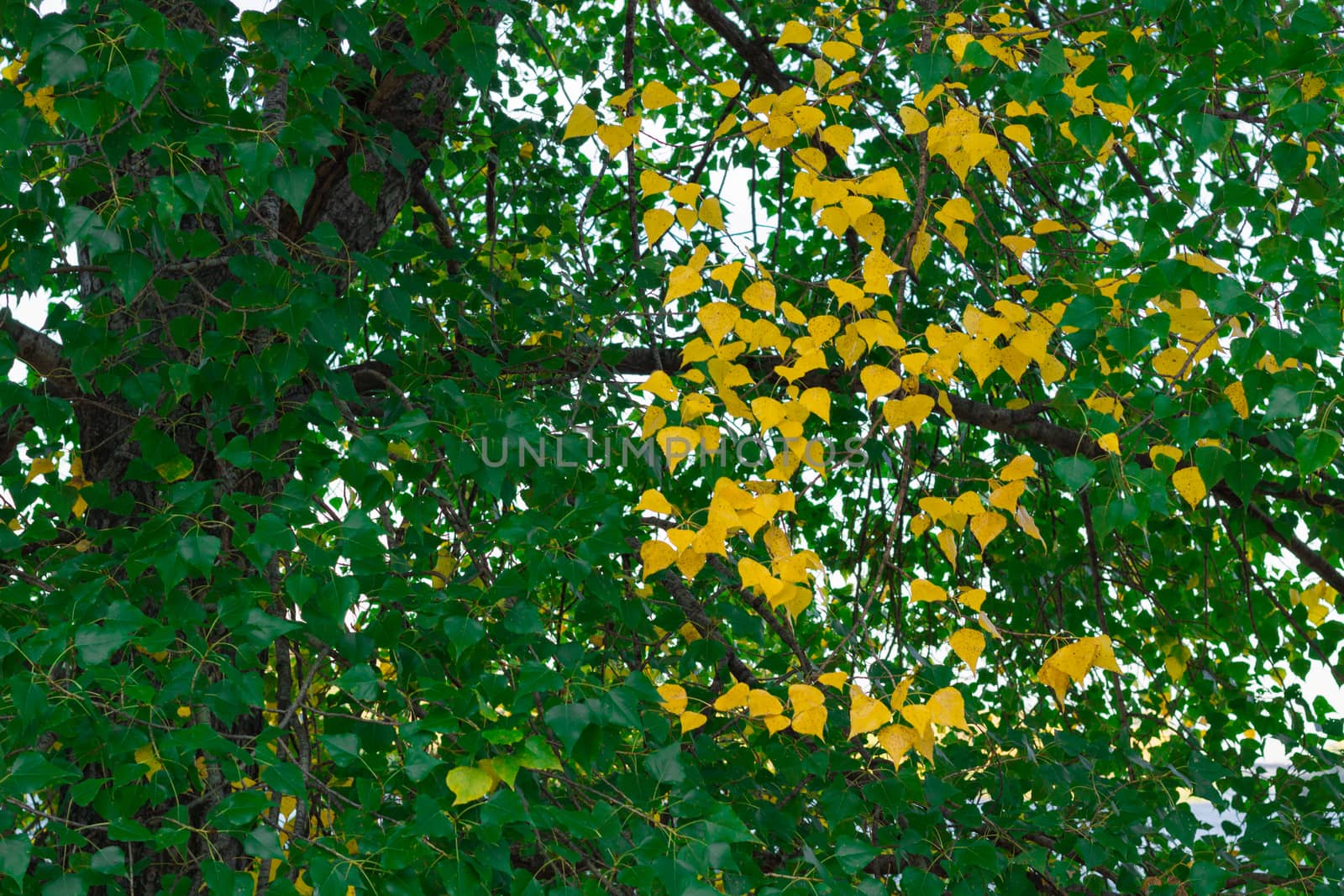 Autumnal branch of tree with green and yellow leaves