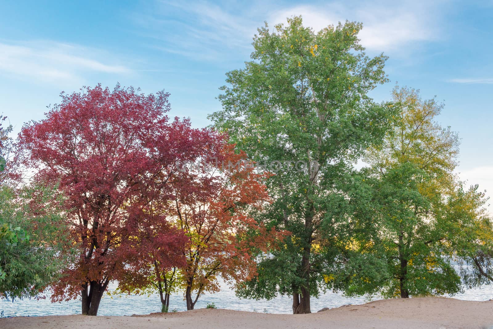 Colourful green, red, yellow, orange trees on river coast