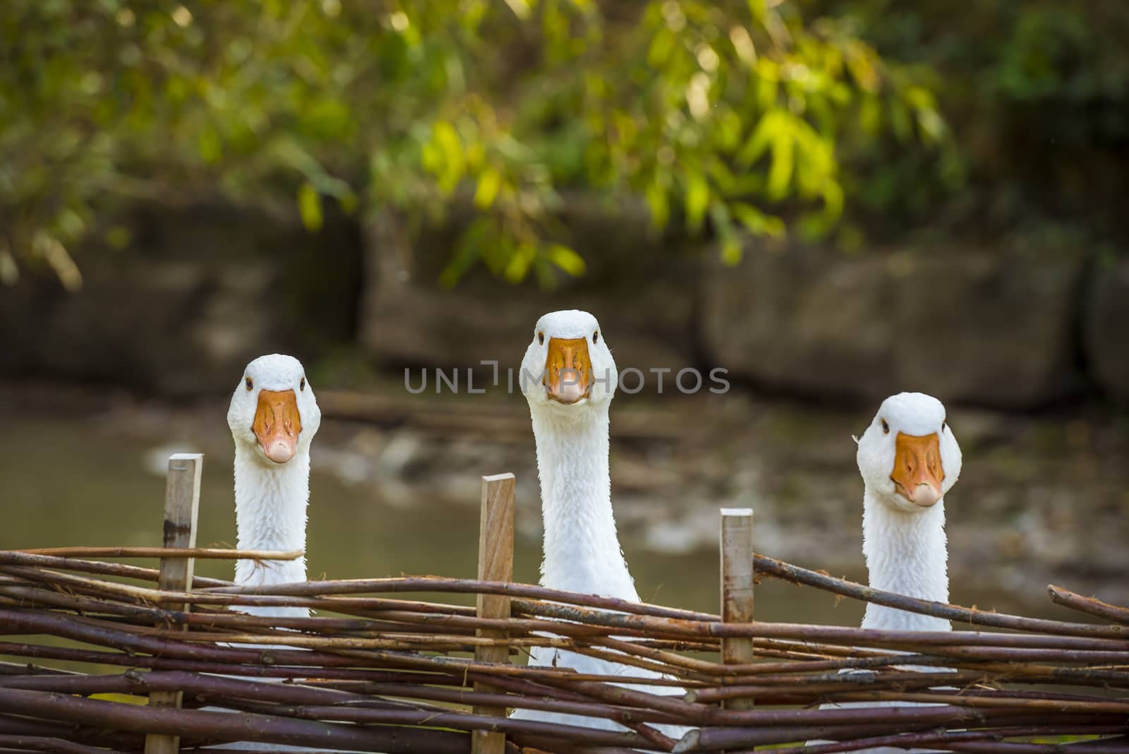 Funny image with three domestic geese behind a wattled fence, looking in the same direction.