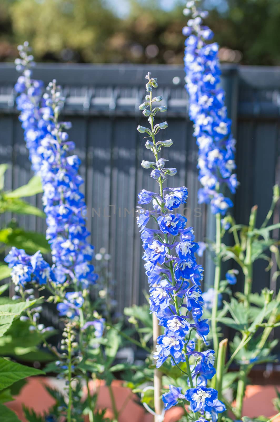 blue beautiful flowers growing in green garden