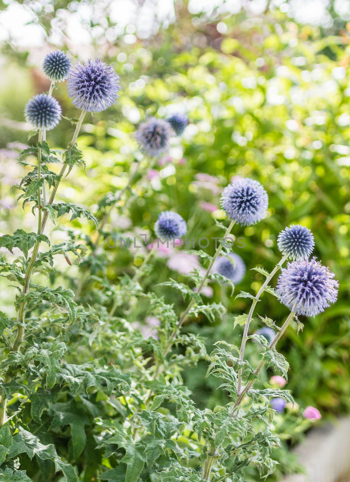 blue flowers growing in garden by okskukuruza