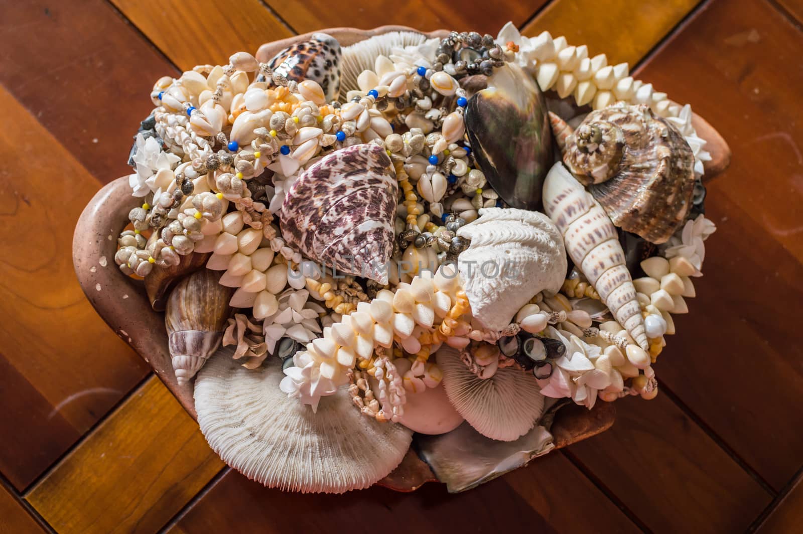 decorative sea shells and corals by okskukuruza