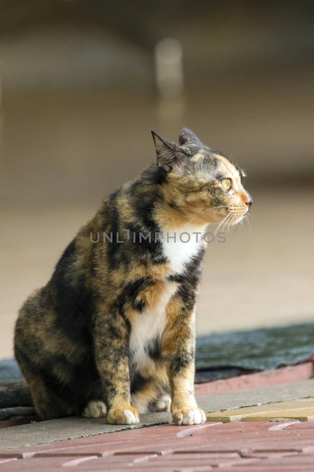Image of a cat sat on concrete floor