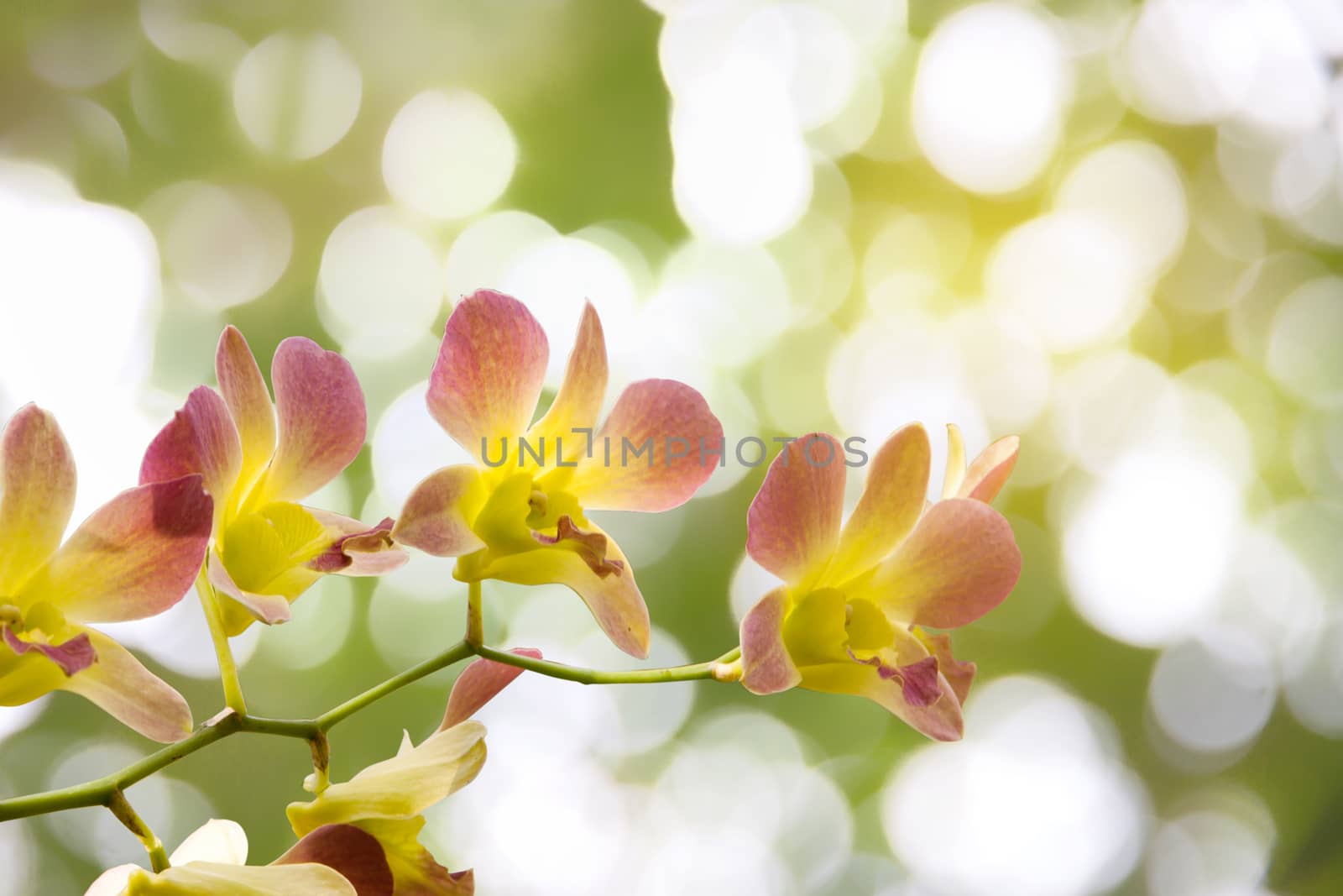 orchids bouquet of flowers beautiful background blur in nature light