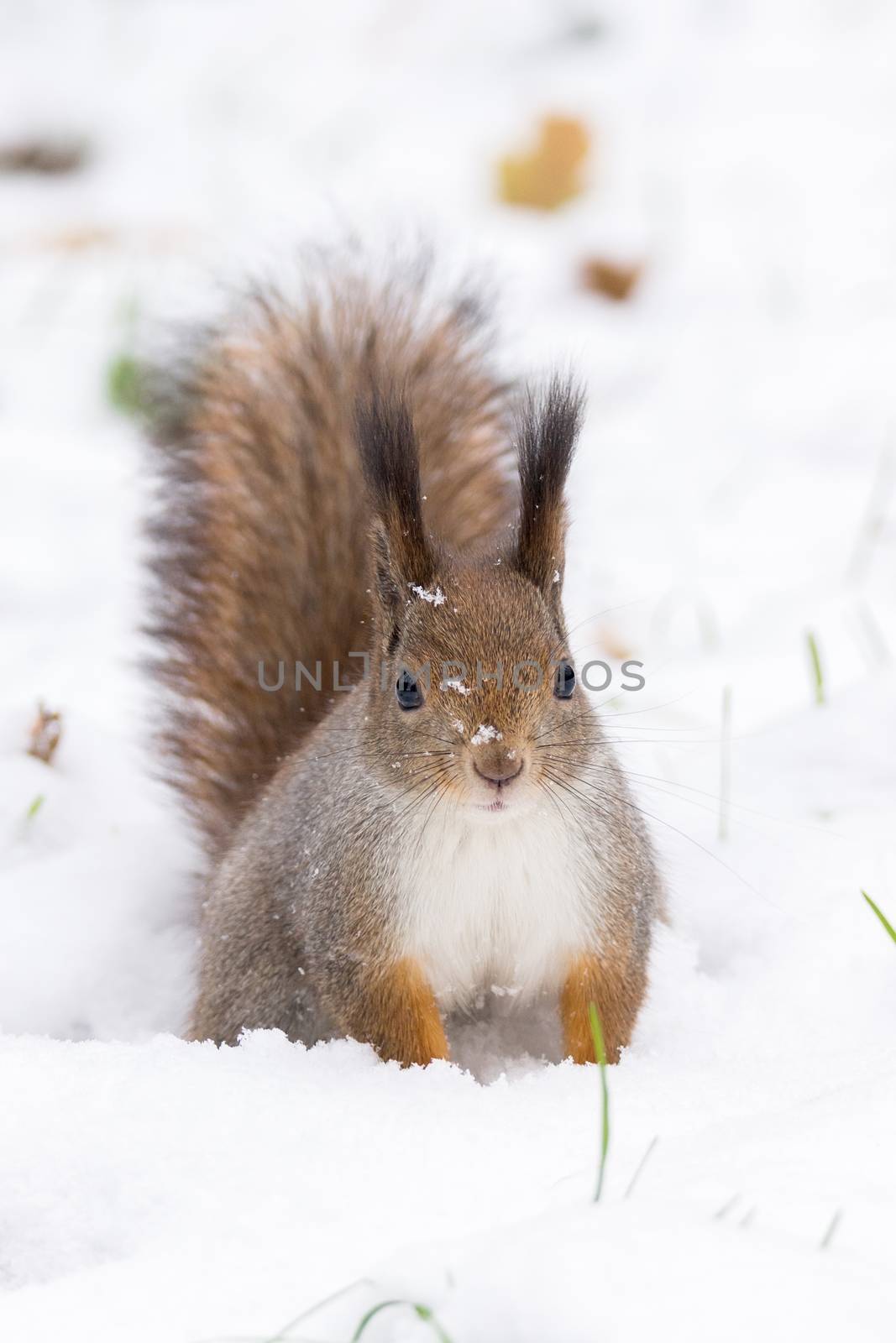 the photograph shows a squirrel on a tree