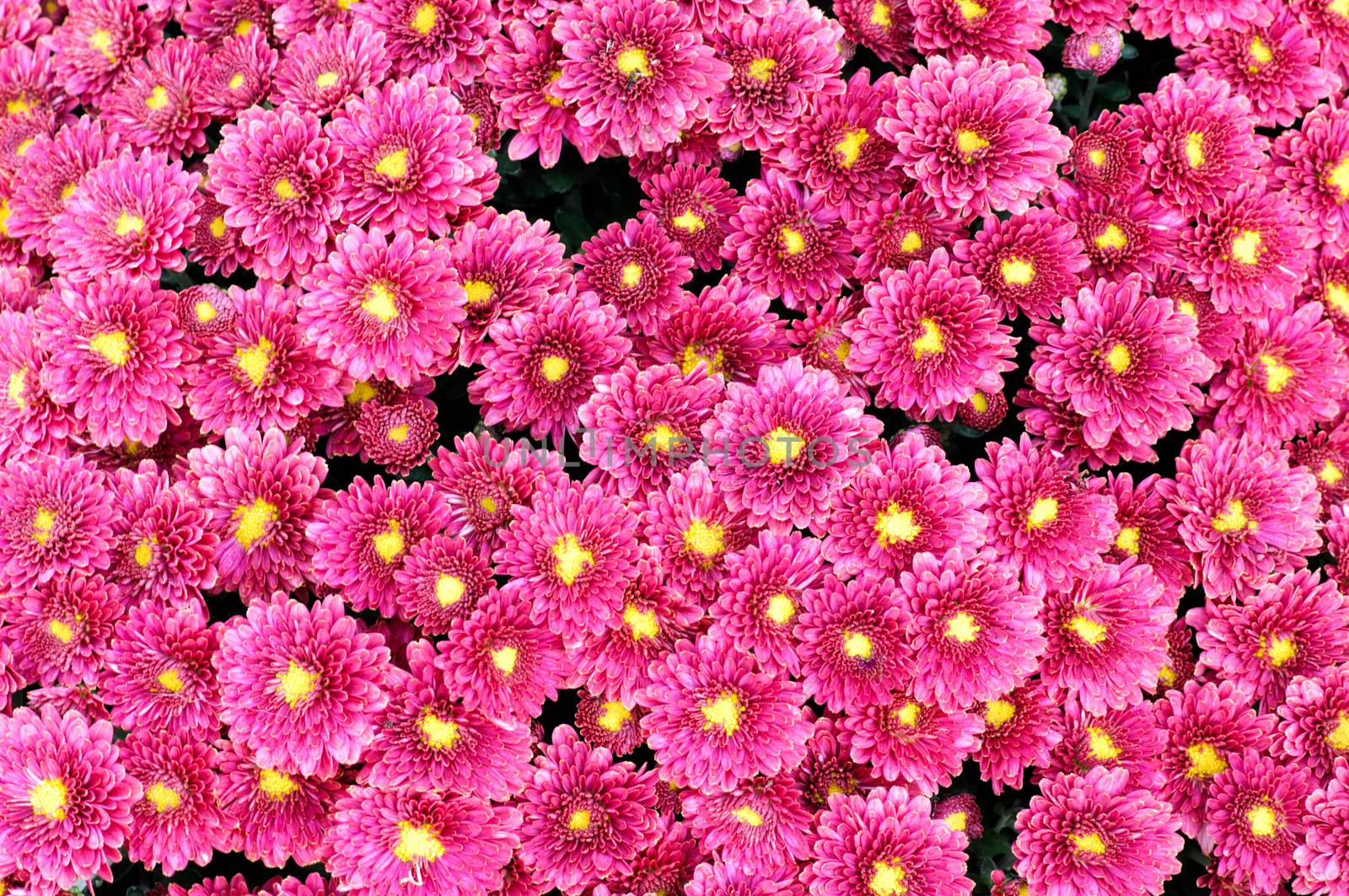 Close up of a chrysanthemum plant full of flowers