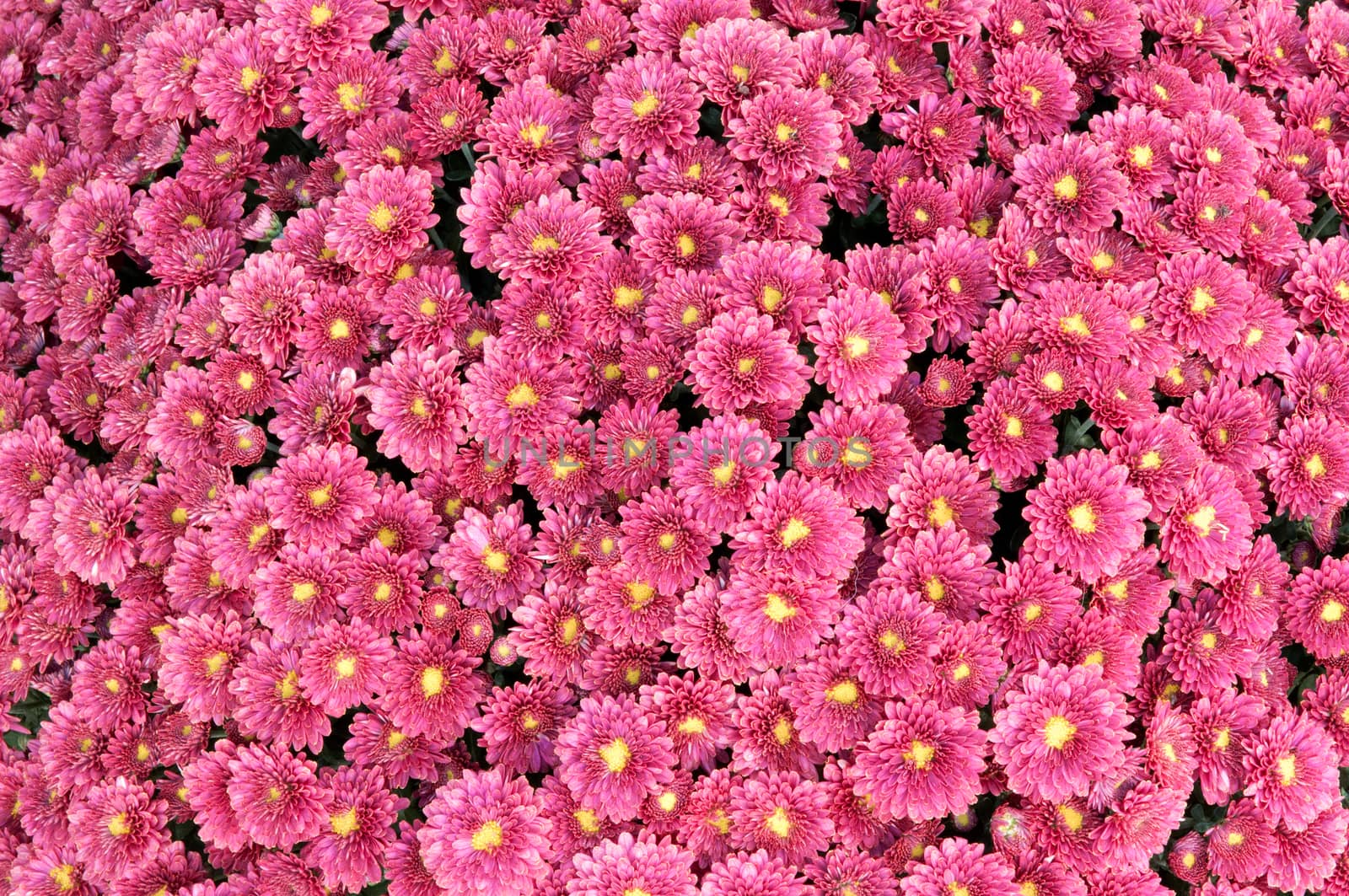 Close up of a chrysanthemum plant full of flowers