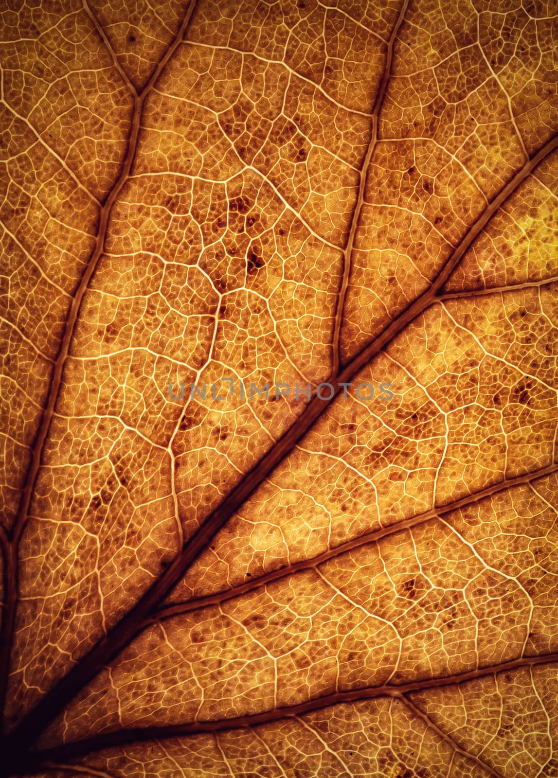 abstract background or texture brown colored autumn leaves detail