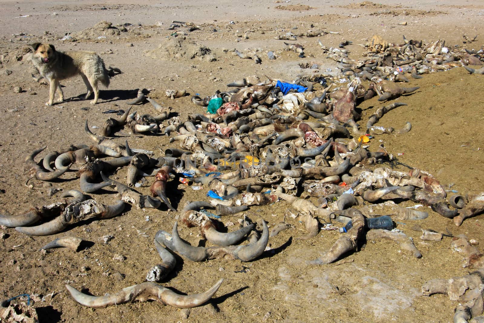 Waste laying everywhere in Bolivia, near Uyuni train graveyard