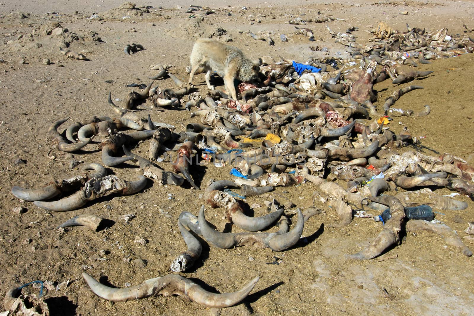 Waste laying everywhere in Bolivia, near Uyuni train graveyard