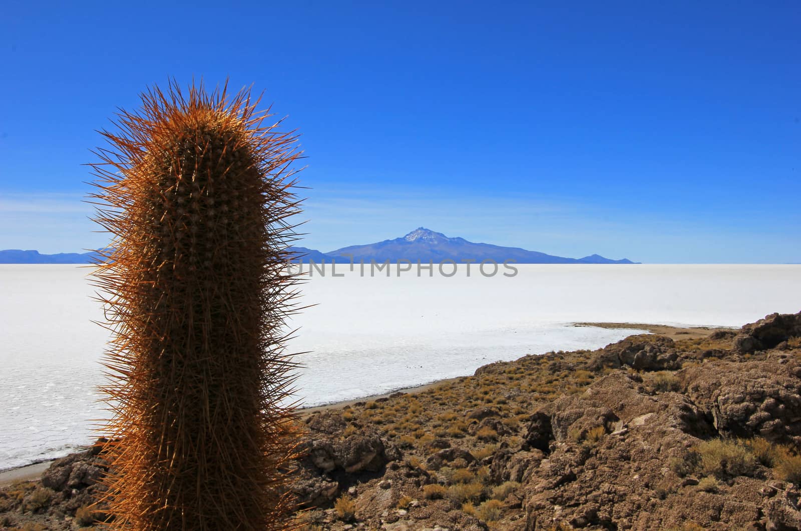 Island on Salar de Uyuni, salt lake, is largest salt flat in the world, altiplano, Bolivia, South America