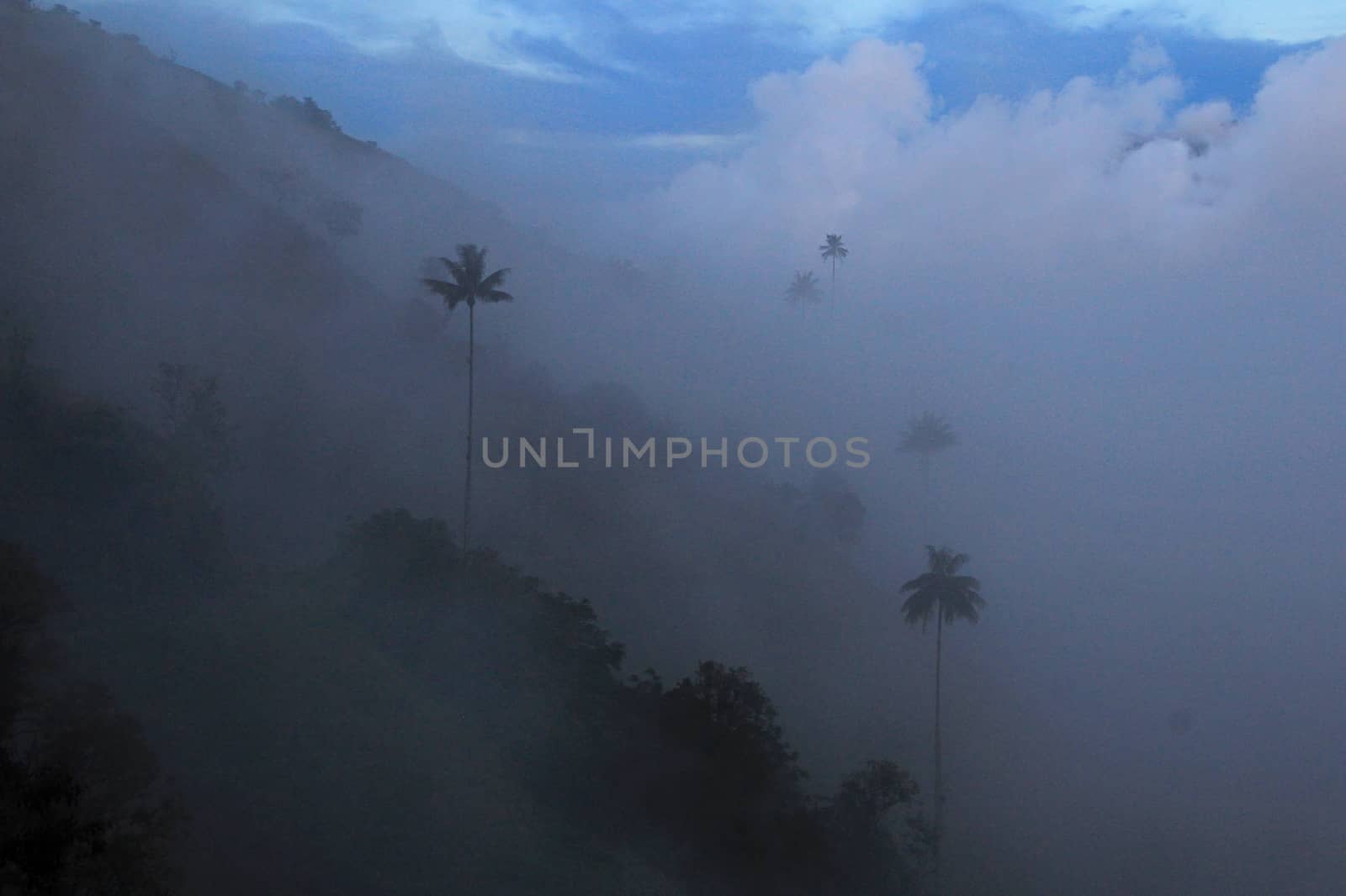 Wax palm trees in Cocora Valley, Salento, Toche, Colombia, South America, cloudy fog