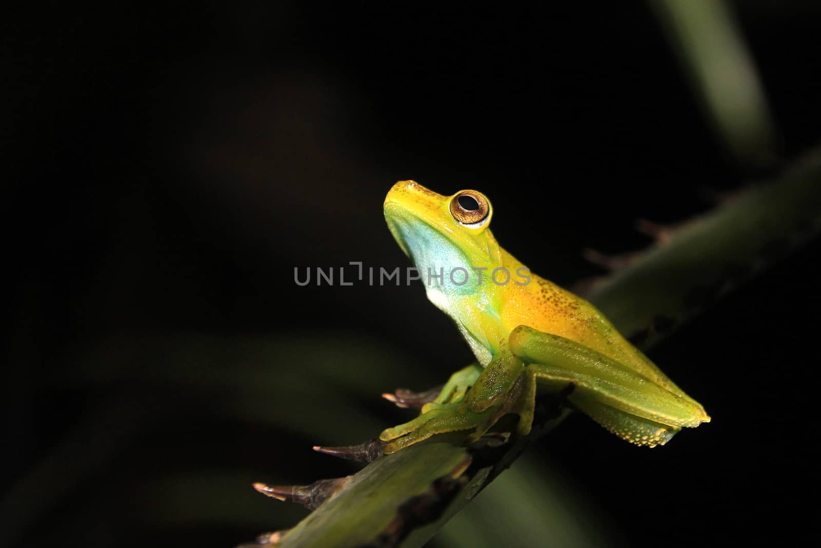 Green and yellow colored palm tree frog sitting on a palm branch in Mindo, Ecuador