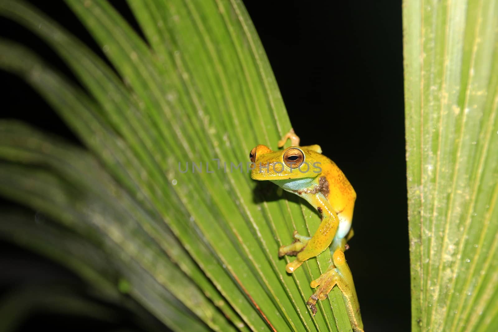 Green and yellow colored palm tree frog sitting on a palm leaf in Mindo, Ecuador