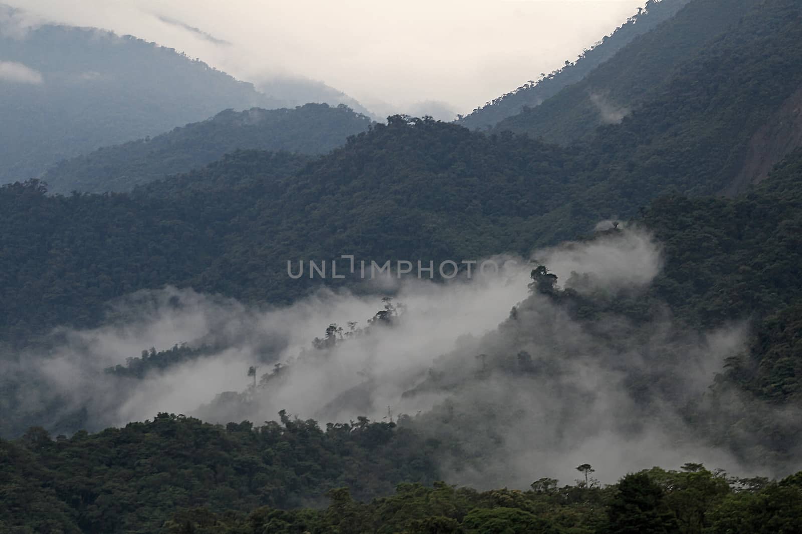 Cloudforest in the ecuadorian mountains. On the way down to the amazonas basin.