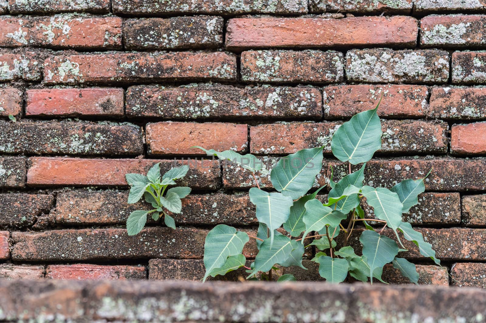 Plant and Bodhi tree on the old wall background