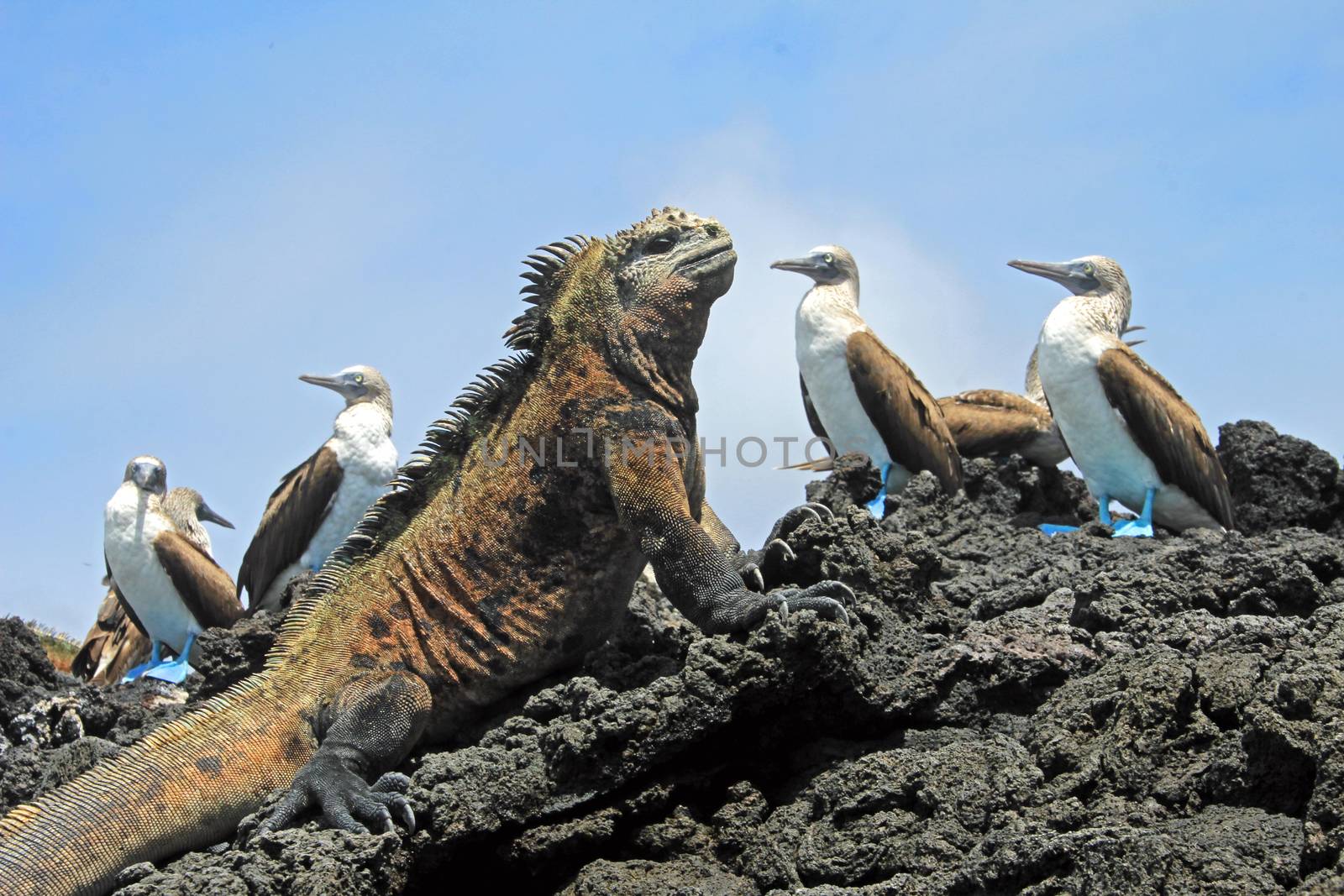 Marine iguana looking at the blue footed booby, boobies on Isabela Island in Galapagos, Ecuador. Galapagos, Ecuador