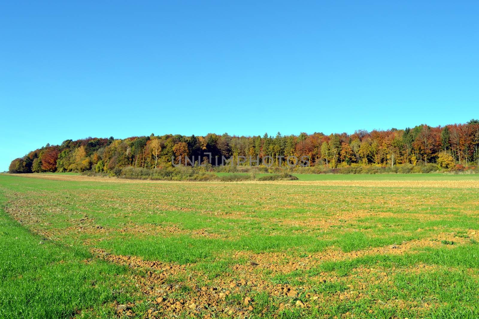 plow fields with autumn trees in the background
