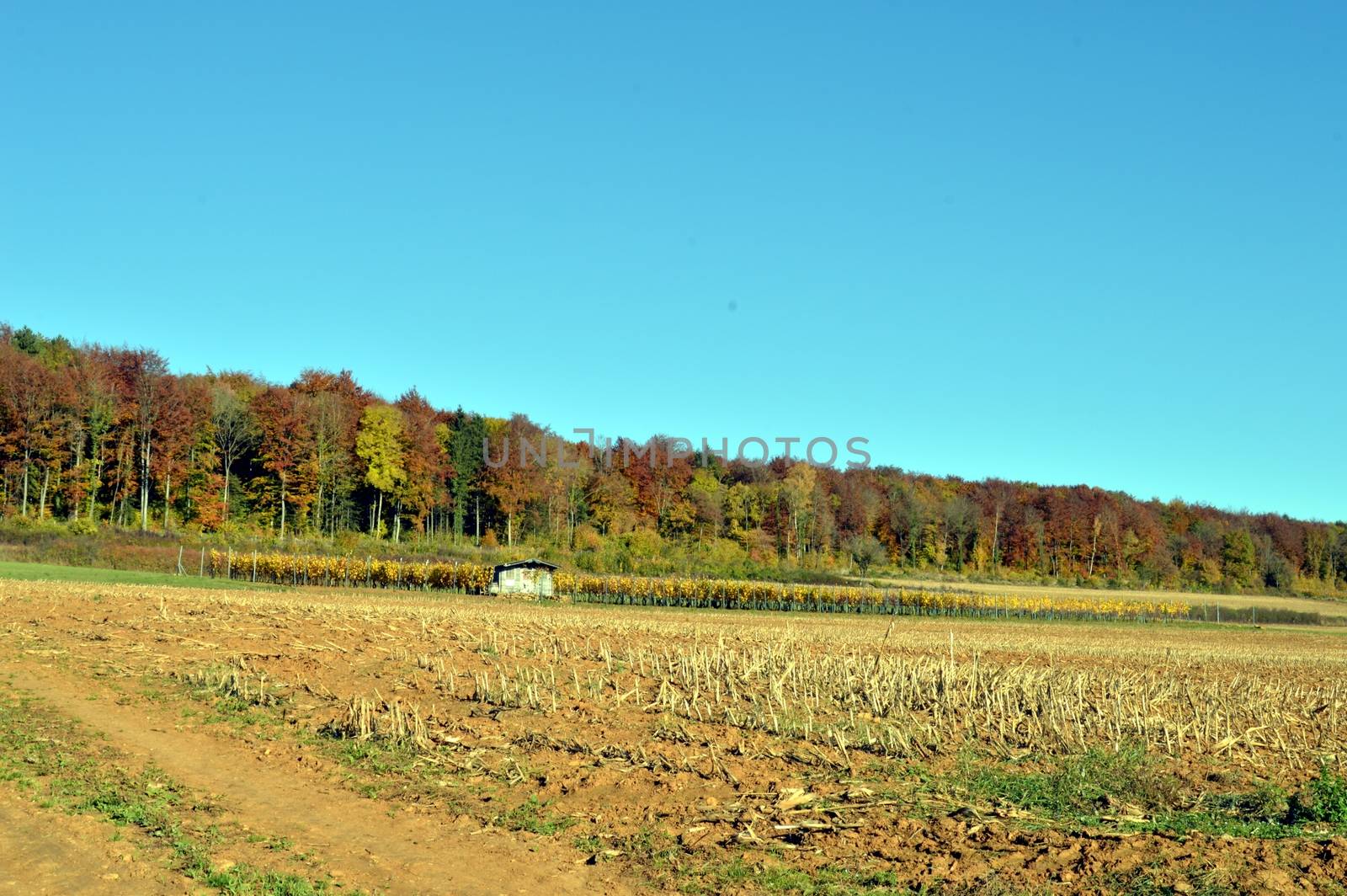 plow fields with autumn trees in the background