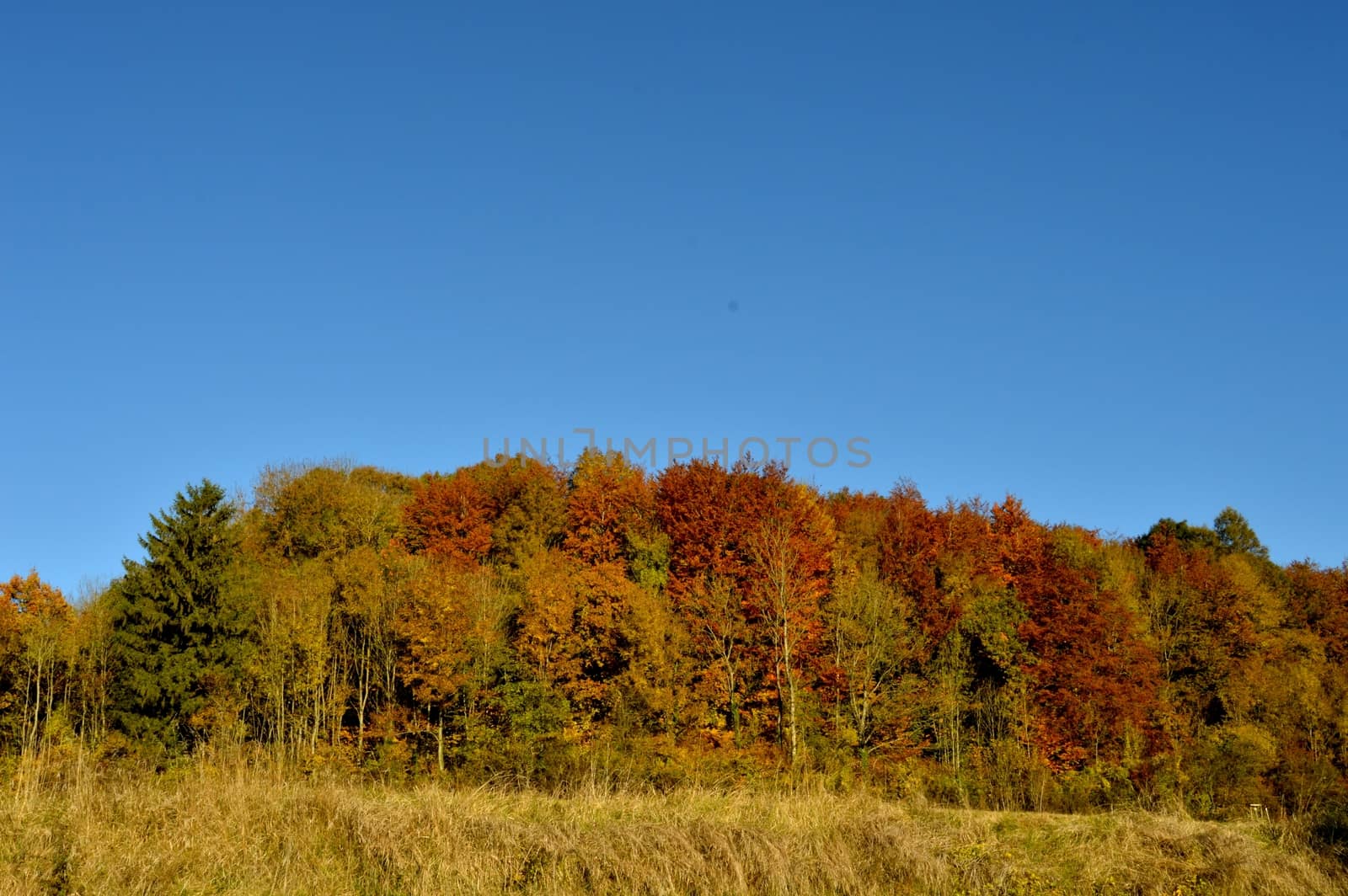 Wood with autumn colors and blue skies