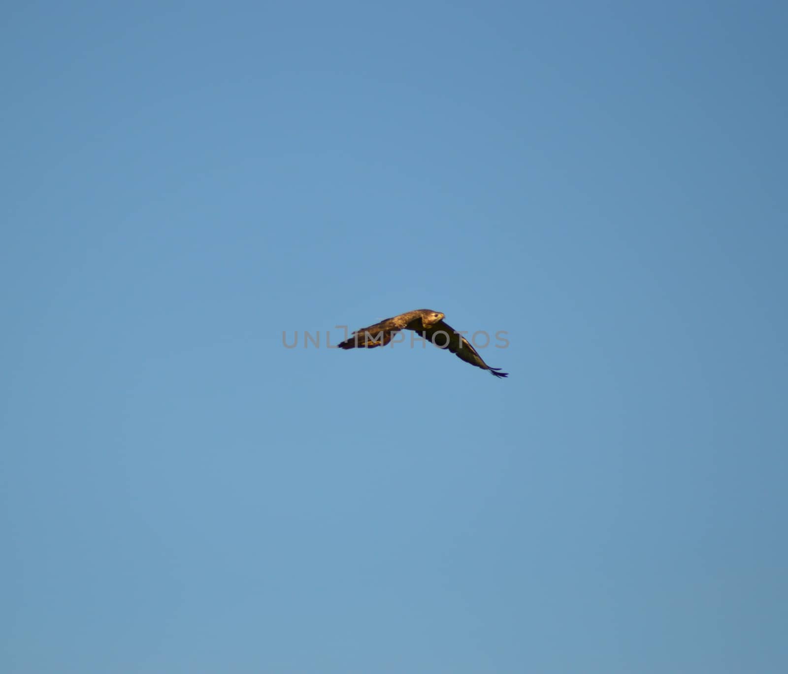 A raptor in flight in a blue sky in Belgium