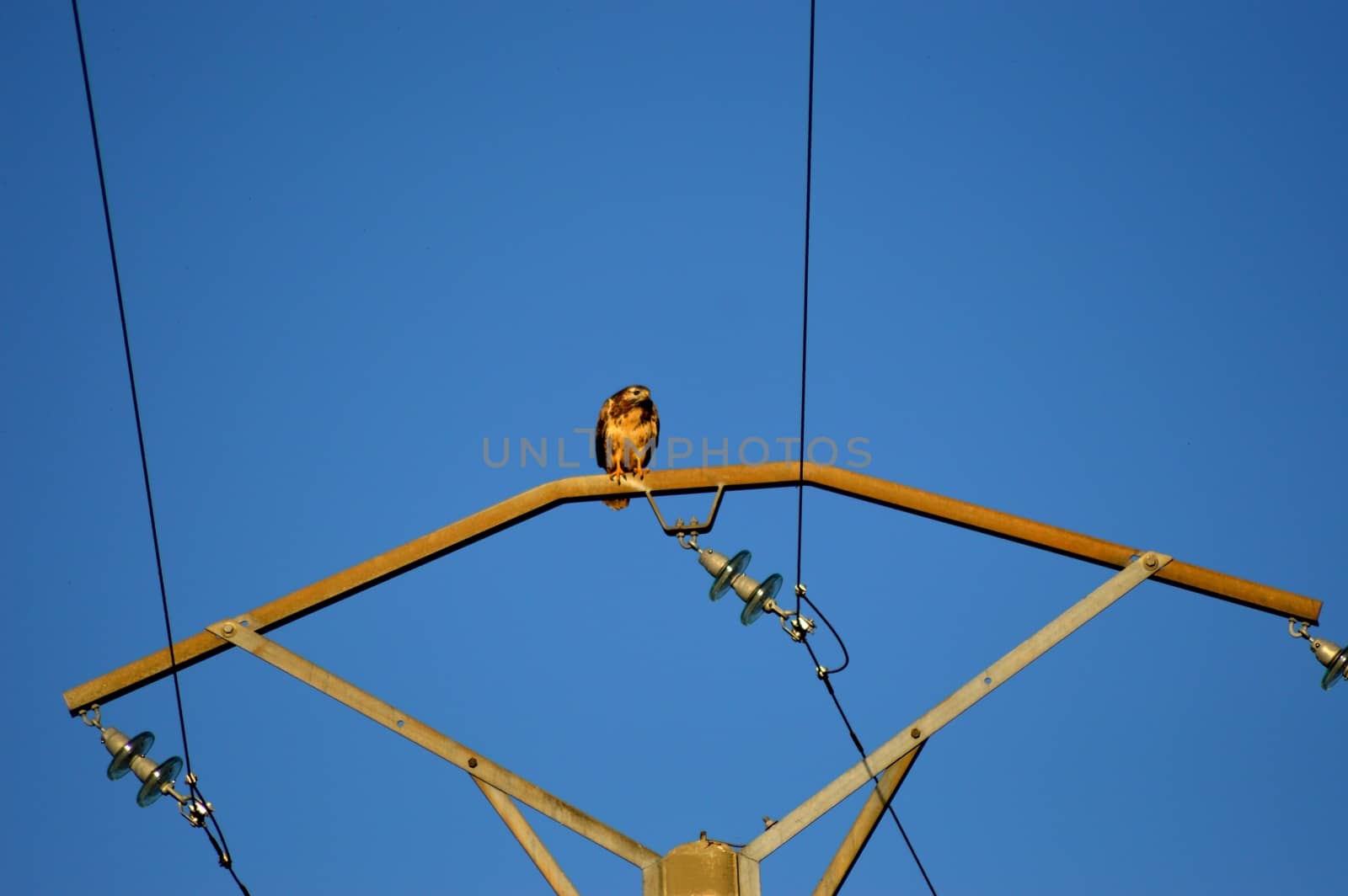 A raptor landed on a pole in a blue sky in Belgium