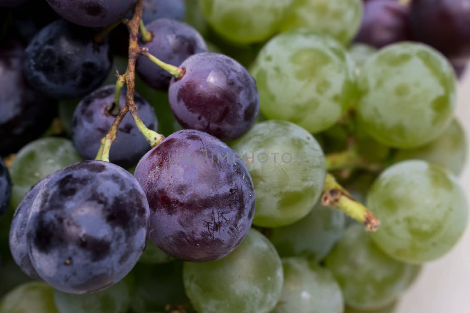 Grapes white and dark close up background