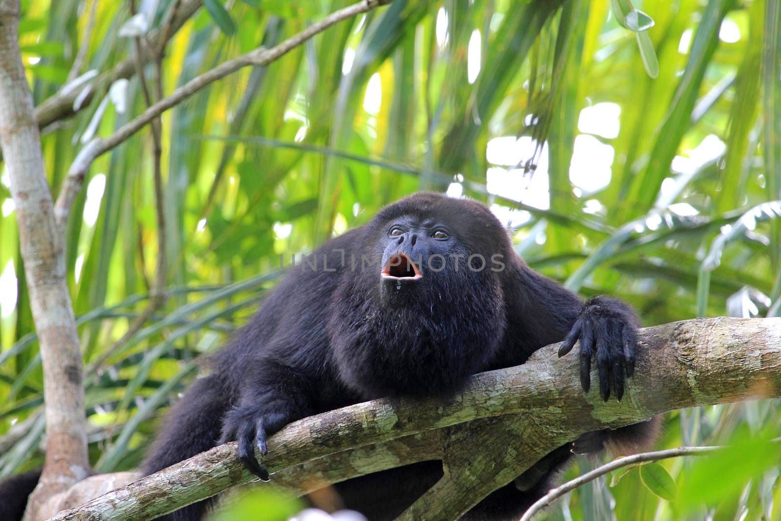 Black howler monkey, aluatta pigra, sitting on a tree in Belize jungle and howling like crazy. They are also found in Mexico and Guatemala. They are eating mostly leaves and occasional fruits.
