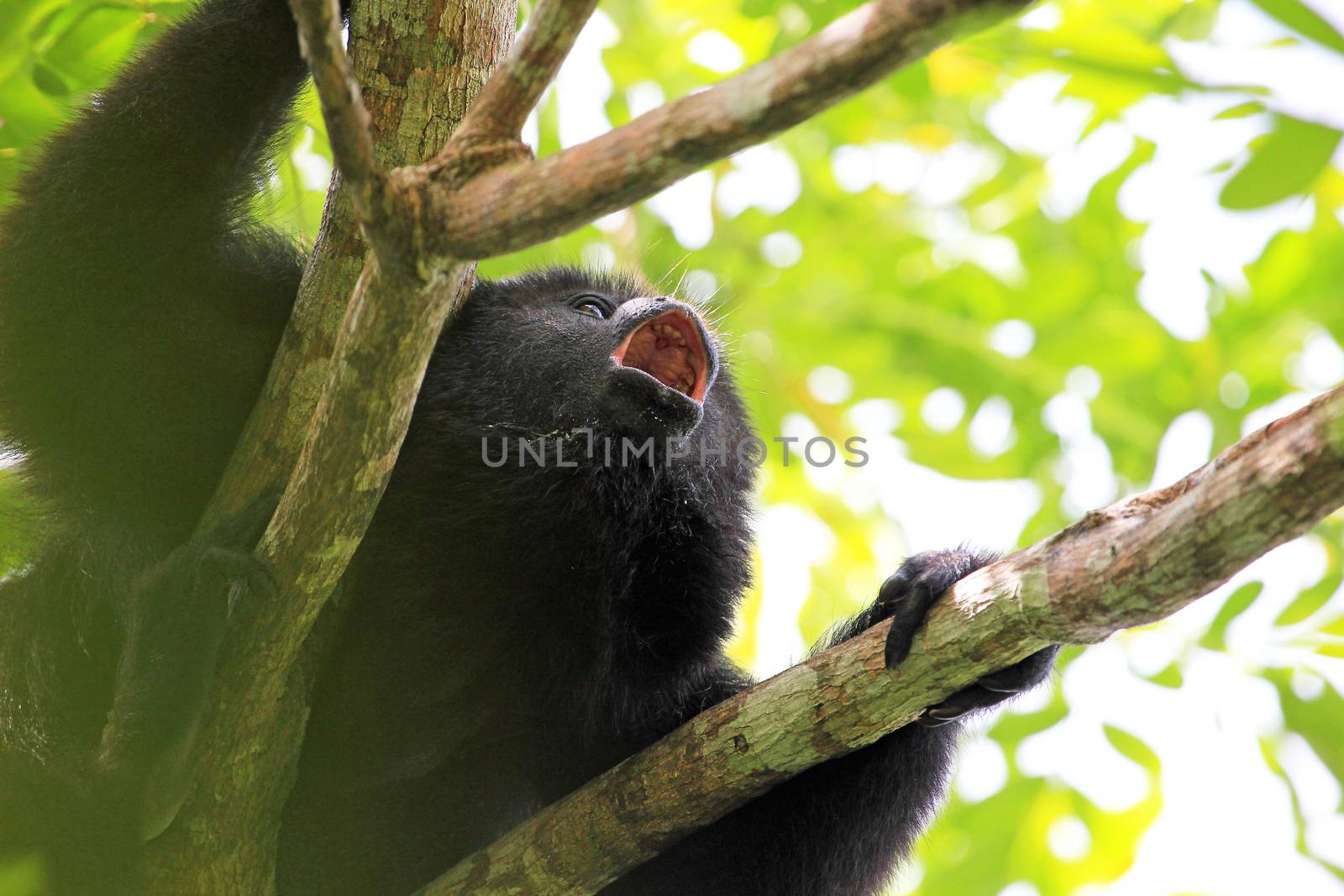 Black howler monkey, aluatta pigra, sitting on a tree in Belize jungle and howling like crazy. They are also found in Mexico and Guatemala. They are eating mostly leaves and occasional fruits.