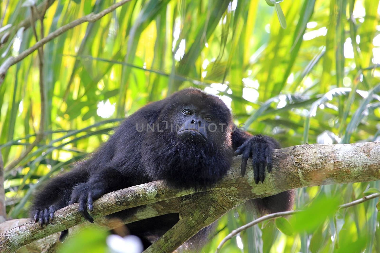 Black howler monkey, aluatta pigra, sitting on a tree in Belize jungle and looking sad. They are also found in Mexico and Guatemala. They are eating mostly leaves and occasional fruits.